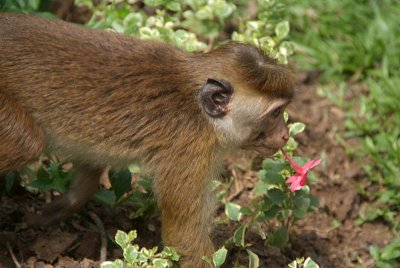 Monkey Eating Flowers Kandy Botanical Gardens