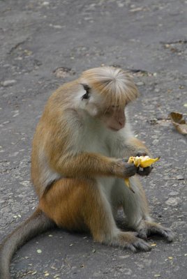Monkey Eating Mango Kandy Botanical Gardens