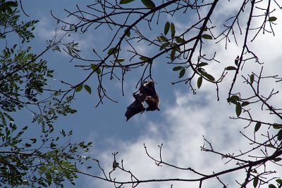 Fruit Bat in Tree Kandy Botanical Gardens