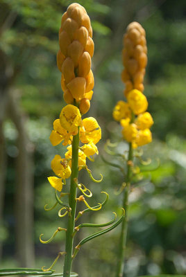 Yellow Flowers Kandy Botanical Gardens
