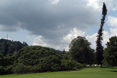 The Great Lawn Kandy Botanical Gardens