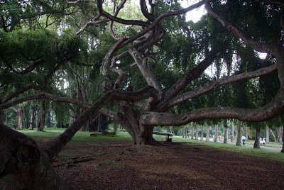 Inside a Fig Tree Kandy Botanical Gardens