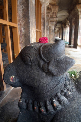 Statue of Nandi with Flower Offering Brihadeeswarar Temple