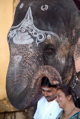 Temple Elephant giving Blessings