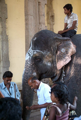 Temple Elephant Sri Meenakshi Temple