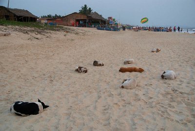 Sleeping Beach Dogs