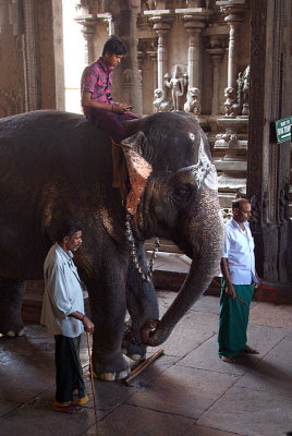 Temple Elephant and Mahoots