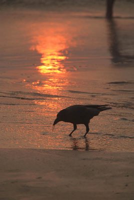 Crow at Sunset Varkala