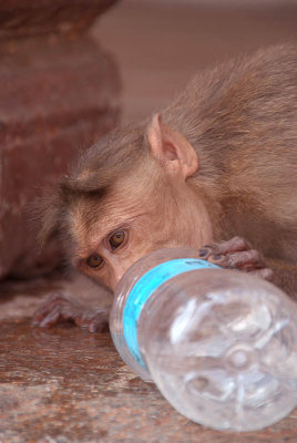 Cheeky Monkeys Opening Stolen Water Hampi 10
