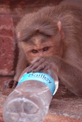 Cheeky Monkeys Opening Stolen Water Hampi 09