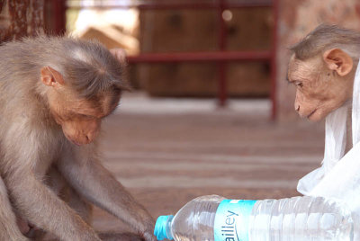 Cheeky Monkeys Opening Stolen Water Hampi 07