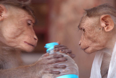 Cheeky Monkeys Opening Stolen Water Hampi 06