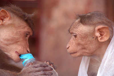 Cheeky Monkeys Opening Stolen Water Hampi 05