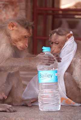 Cheeky Monkeys Opening Stolen Water Hampi 04