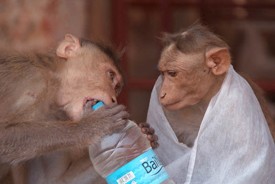 Cheeky Monkeys Opening Stolen Water Hampi 03