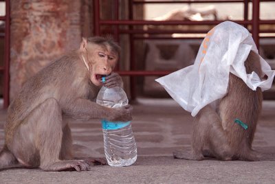 Cheeky Monkeys Opening Stolen Water