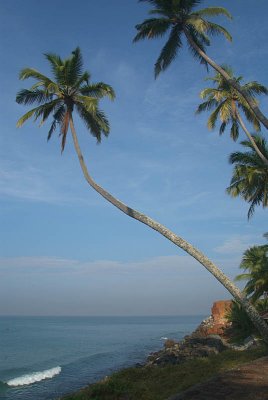 Palm Trees on the Cliff Varkala 03