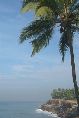 Palm Trees on the Cliff Varkala 02