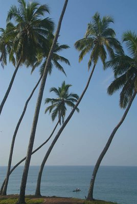 Palm Trees on the Cliff Varkala