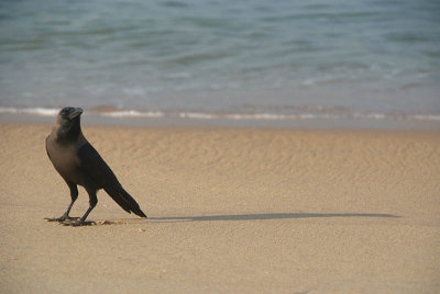 Crow on the Sand Varkalal