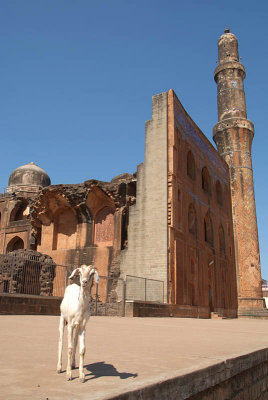 Goat a Madrasa Bidar