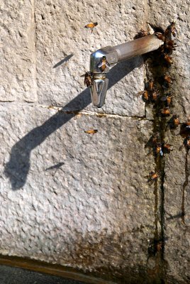 Bees on Water Tap Gol Gumbaz