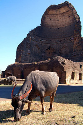Buffalo Grazing by Bahmani Tombs at Ashtur