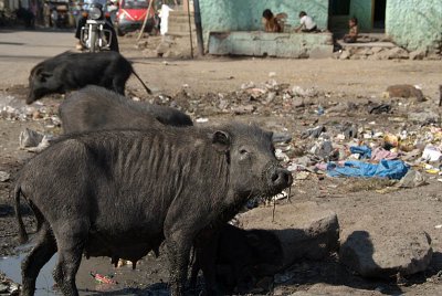 Hairy Pigs Bijapur