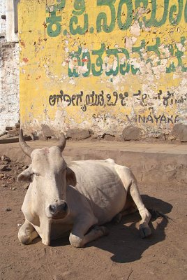 Resting Cow Bijapur