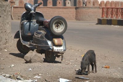Piglet and Moped Bijapur