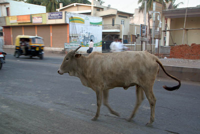 Bull in the Road Bijapur