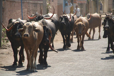Buffalo on the Road Bijapur