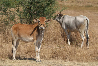 Cow and Calf near Bidar