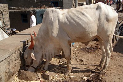 Ox Eating Bijapur