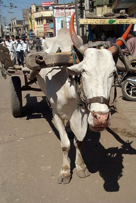 Ox Pulling Cart Bijapur