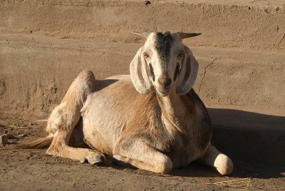 Sitting Goat Bijapur