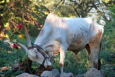 White Ox with Tassles Bijapur