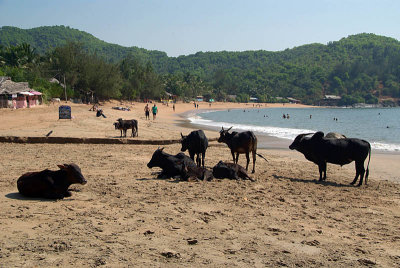 Cows on Paradise Beach Gokarna