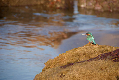 Kingfisher on Rocks Palolem