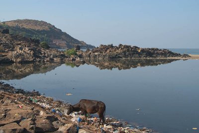 Cow Eating Rubbish Gokarna