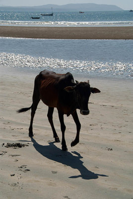 Calf on Palolem Beach