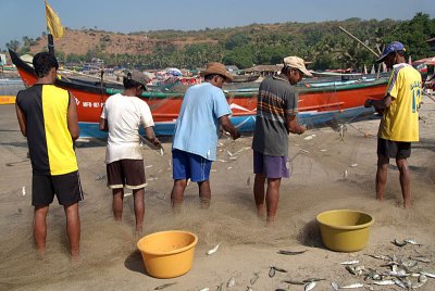 Fishermen Sorting the Catch Arambol 03