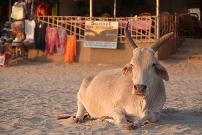 Bull on the Beach at Sunset Palolem