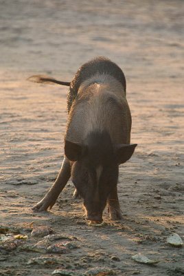 Piggy on the Beach