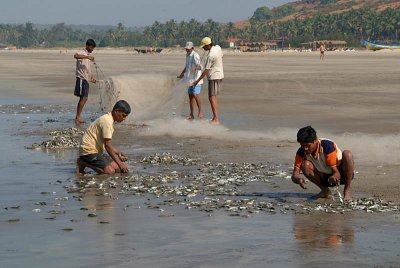 Fishermen Sorting the Catch Mandrem