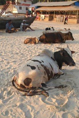 Cows on the Beach Palolem
