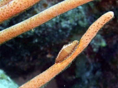 Fingerprint Cyphoma