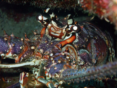 Close up Lobster