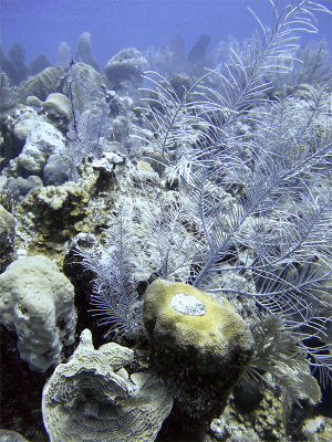Coral at Boneyard