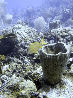 French Grunt Barrel Sponge